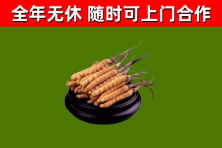 零陵回收散虫草